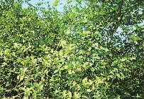南宫娱乐NG28,油茶种植出产加工销售,植物油种植出产加工销售